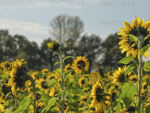 Close-up of sunflowers in a field under a blue sky with trees in the background, blooming yellow sunflowers in a field with trees in the background against a blue sky, borken, germany