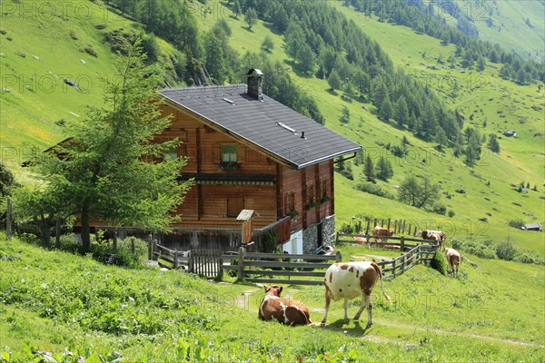 Bodenalm, Seefeld, East Tyrol, Austria, Europe