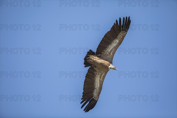 Griffon vulture (Gyps fulvus), Monfraguee National Park, Extremadura, Castilla La Mancha, Spain, Europe