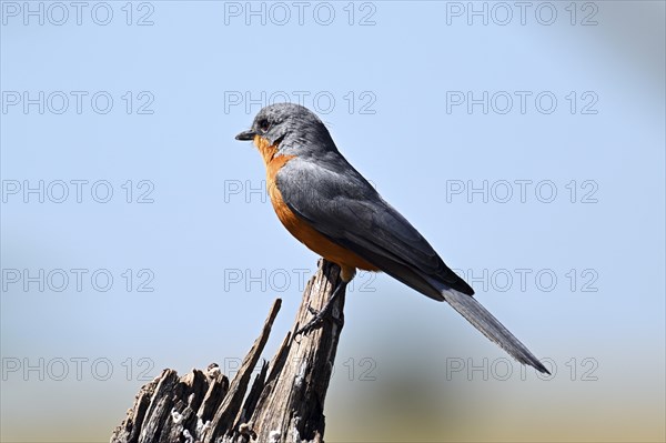 Silverbird (Empidornis semipartitus), Serengeti National Park, Tanzania, Africa