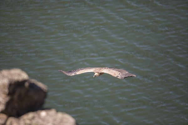 Griffon vulture (Gyps fulvus), Monfraguee National Park, Extremadura, Castilla La Mancha, Spain, Europe