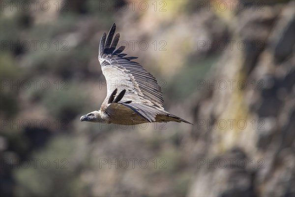 Griffon vulture (Gyps fulvus), Monfraguee National Park, Extremadura, Castilla La Mancha, Spain, Europe