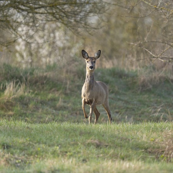 European roe deer (Capreolus capreolus), doe in winter coat, winter cover standing in a meadow, wildlife, Thuringia, Germany, Europe