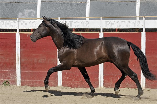 Andalusian, Andalusian horse, Antequerra, Andalusia, Spain, Europe