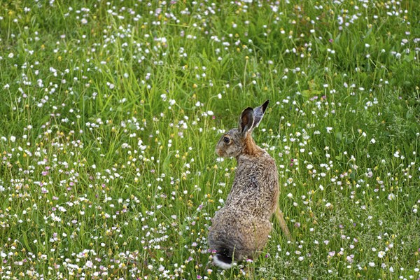 A brown hare (Lepus europaeus) seen from behind sitting in a flowering meadow surrounded by grass and wildflowers, Wismar, Muehlenteich, Mecklenburg-Vorpommern, Germany, Europe