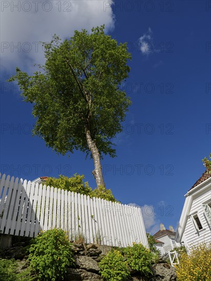 A single tree over a white fence against a blue sky and a white house, white wooden houses with green trees and flowers against a blue sky, Stavanger, Norway, Europe