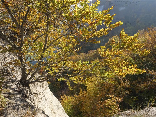 A tree with golden autumn leaves on a sunny cliff with a colourful landscape in the background, autumn leaves and white rocks on the coast with the sea in the background, Ruege, Germany, Europe