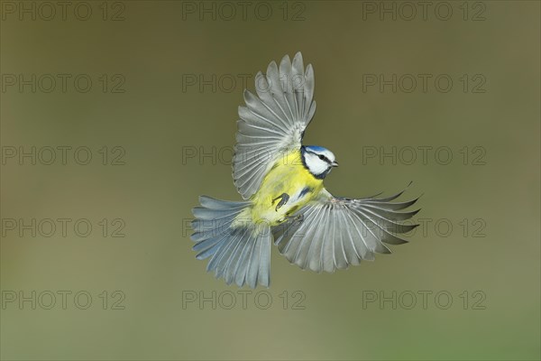 Blue tit (Parus caeruleus) in flight, flight photo, high speed flight photo Wilnsdorf, North Rhine-Westphalia, Germany, Europe