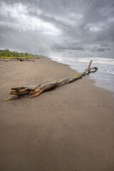 Tree trunk on the beach in the surf, rainforest and sandy beach on the Caribbean coast, Tortuguero National Park, Costa Rica, Central America
