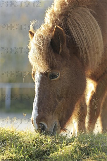 Icelander, Icelandic horse, grazing