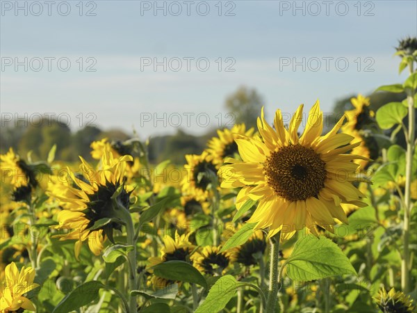 Close-up of bright sunflowers against a green background, blooming yellow sunflowers in a field with trees in the background against a blue sky, borken, germany