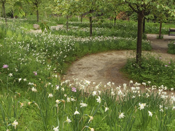 A winding path through a green meadow with white flowers, surrounded by trees, small, winding path between green plants and small trees, newcastle, England, United Kingdom, Europe