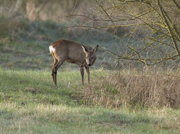 European roe deer (Capreolus capreolus), doe in winter coat, winter cover standing in a meadow, wildlife, Thuringia, Germany, Europe