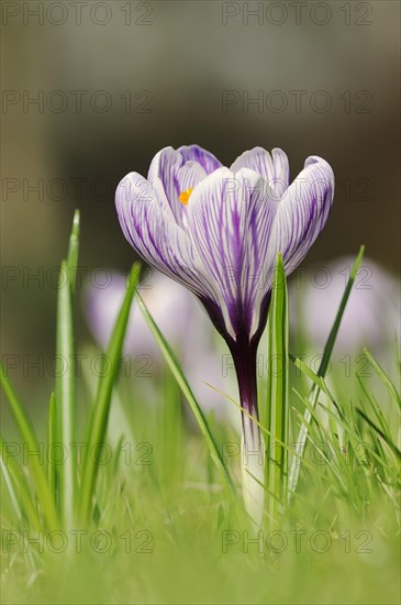Flowering crocus (Crocus spec.) in spring, North Rhine-Westphalia, Germany, Europe