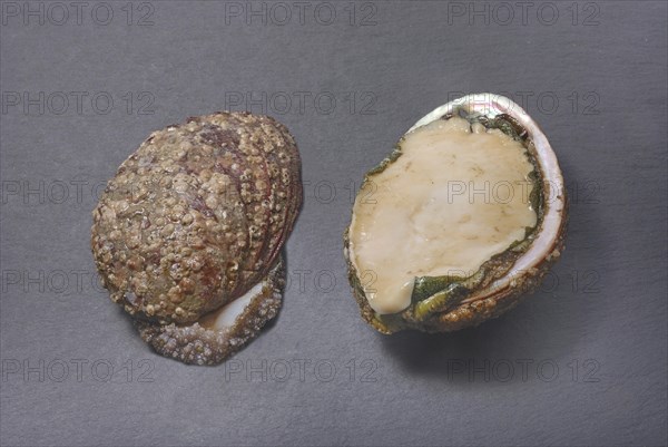 Two abalone shells, one whole and one halved, showcasing their rough exterior and glossy interior on a dark slate background, Abalone