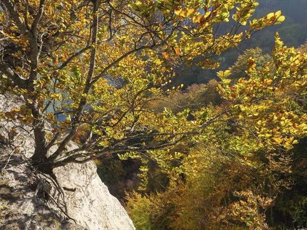 A tree with golden autumn leaves grows on a sunny cliff above a wooded landscape, autumn foliage and white rocks on the coast with the sea in the background, Ruege, Germany, Europe