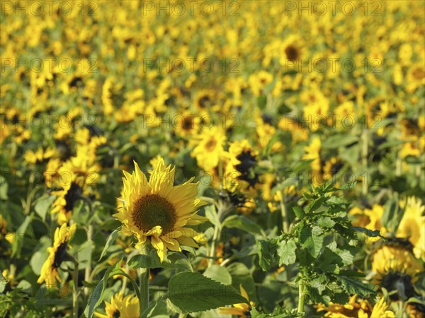 Sunflowers in close-up on a large field with lush vegetation, blooming yellow sunflowers in a field with trees in the background against a blue sky, borken, germany