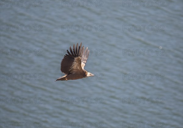 Griffon vulture (Gyps fulvus), Monfraguee National Park, Extremadura, Castilla La Mancha, Spain, Europe