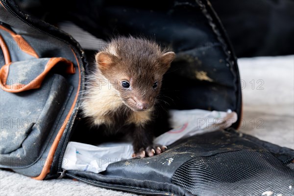 Beech marten (Martes foina), practical animal welfare, young animal leaves transport box in a wildlife rescue centre, North Rhine-Westphalia, Germany, Europe