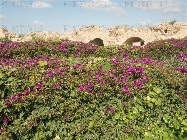 Dense purple flowers in front of historic ruins with stone arches and blue sky, Purple flowers green plants in front of historic ruins and blue sky, Tunis, Tunisia, Africa