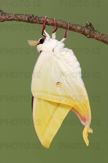 Indian luna moth (Actias selene), freshly hatched male, captive, occurrence in Asia