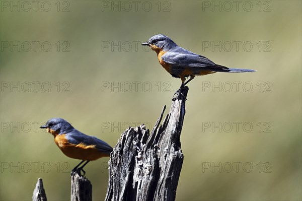 Two Silverbirds (Empidornis semipartitus), Serengeti National Park, Tanzania, Africa