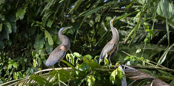 Two naked-throated herons (Tigrisoma mexicanum) sitting on a branch, making a long neck, behaviour, Tortuguero National Park, Costa Rica, Central America