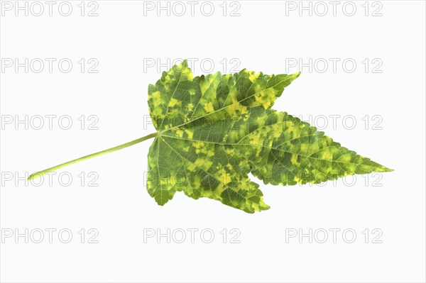 Beautiful mallow 'Goldprinz' (Abutilon cultivar), leaf on white background, ornamental plant