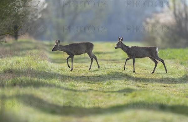 European roe deers (Capreolus capreolus) in winter coat, winter cover running across a field path, wildlife, Thuringia, Germany, Europe