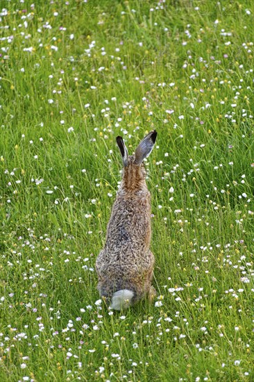 A brown hare (Lepus europaeus) seen from behind standing in a green meadow surrounded by grass and wildflowers, Wismar, Muehlenteich, Mecklenburg-Western Pomerania, Germany, Europe