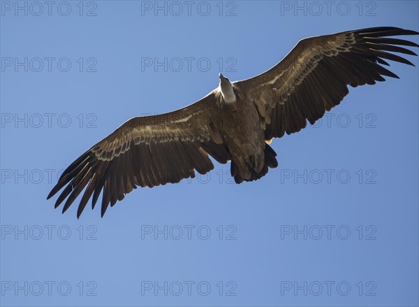 Griffon vulture (Gyps fulvus), Monfraguee National Park, Extremadura, Castilla La Mancha, Spain, Europe