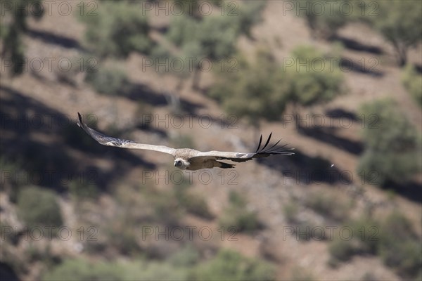 Griffon vulture (Gyps fulvus), Monfraguee National Park, Extremadura, Castilla La Mancha, Spain, Europe