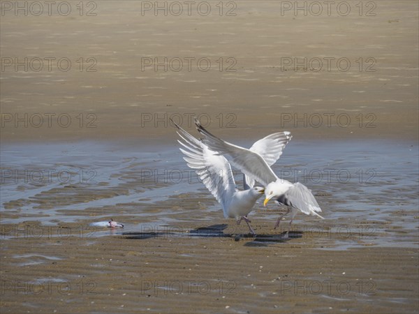 Two seagulls arguing over a fish on the beach and spreading their wings, quarrelling seagulls on a North Sea beach at low tide, larinae, de haan, Belgium, Europe