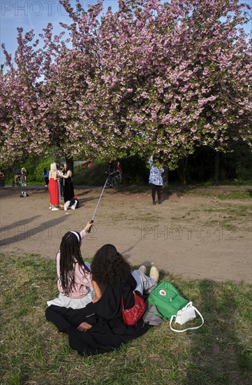 Germany, Berlin, 13.04.2024, cherry blossom Norwegerstrasse / Norwegerweg, folk festival, picnic, people, celebration, party, selfie, Europe