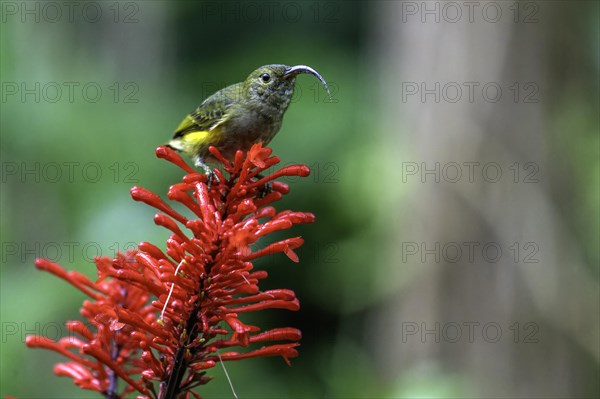 A small bird with a curved beak sits on a red inflorescence in green surroundings, Madagascar, Africa