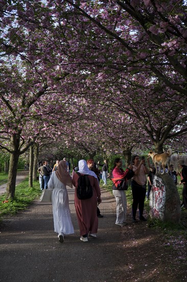 Germany, Berlin, 13.04.2024, cherry blossom Norwegerstrasse / Norwegerweg, folk festival, picnic, people, celebration, party, Europe