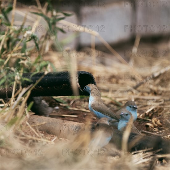 Blue Astrild, Limpopo, South Africa, Africa