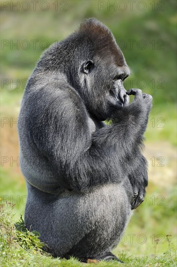 Western lowland gorilla (Gorilla gorilla gorilla), male, silverback, captive, occurring in Africa