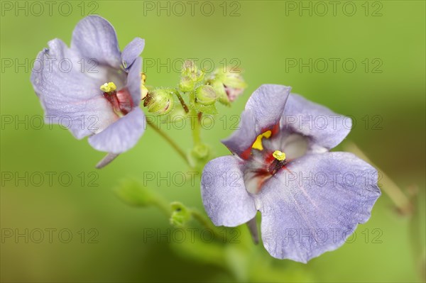 Twinspur (Diascia vigilis), flowers, native to South Africa, ornamental plant, North Rhine-Westphalia, Germany, Europe