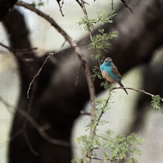 Blue Astrild, Limpopo, South Africa, Africa