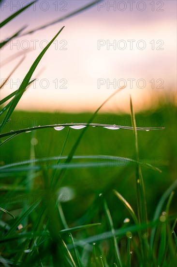 A single blade of grass with raindrops in the morning light, spring, Calw, Black Forest, Germany, Europe
