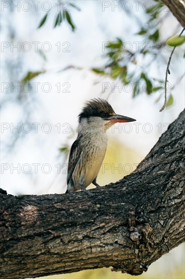 Streifenliest, Limpopo, South Africa, Africa