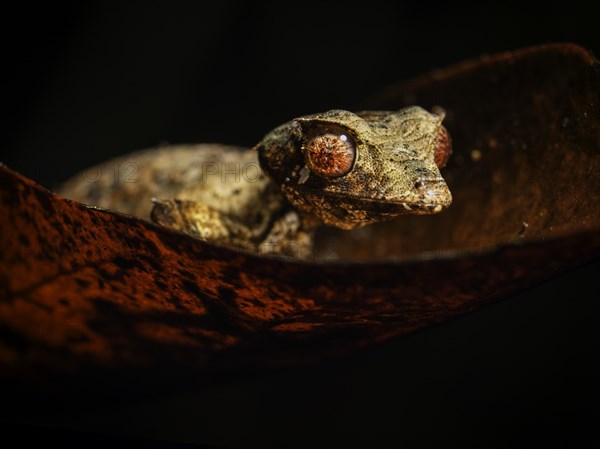 A gecko with striking red eyes on red foliage against a dark background, Madagascar, Africa