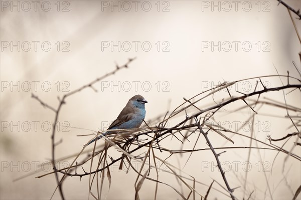 Blue Astrild, Limpopo, South Africa, Africa