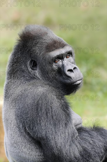 Western lowland gorilla (Gorilla gorilla gorilla), male, silverback, captive, occurring in Africa