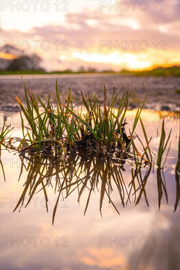 Blades of grass reflected in a puddle of water in the evening light, spring, Calw, Black Forest, Germany, Europe
