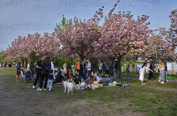 Germany, Berlin, 13.04.2024, cherry blossom Norwegerstrasse / Norwegerweg, folk festival, picnic, people, celebration, party, Europe