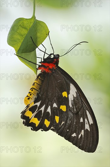 Bird moth (Ornithoptera priamus), female, captive, occurrence in Australia