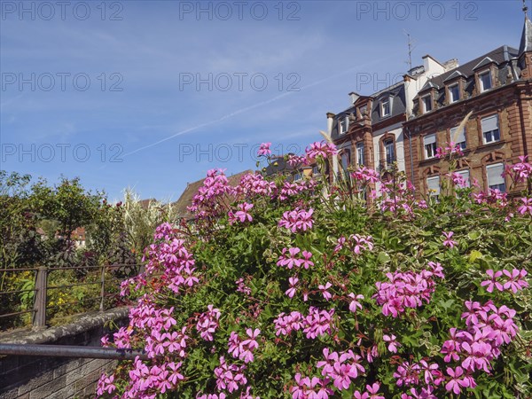 Blooming pink flowers in front of half-timbered houses and a clear blue sky, historic house fronts and a large church in Alsace, Wissembourg, France, Europe