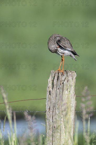 Common redshank (Tringa totanus), standing on a pole and preening itself, Lower Saxony, Germany, Europe